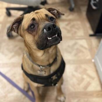 Shepherd Dogs Available for Adoption in Worcester, Massachusetts - Zuko | PetCurious