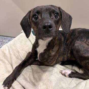 Mixed Breed Dogs Available for Adoption - Princess | PetCurious