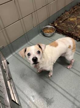 Chihuahua and Dachshund Dogs Available for Adoption in Baytown, Texas - CHEVA | PetCurious
