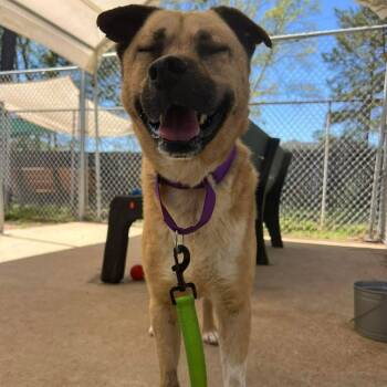 Labrador Retriever and Mixed Breed Dogs Available for Adoption in Klein, Texas - Thatcher | PetCurious