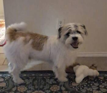 Buddy Boy -  Terrier Dog for Adoption in Lucas, Texas - Buddy Boy | PetCurious