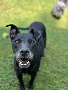 Rescue Black Labrador Retriever Dogs for Adoption in West Hollywood, California - Duncan | PetCurious