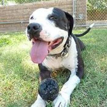 Panda -  American Staffordshire Terrier Dog for Adoption in Phoenix, Arizona - Panda | PetCurious