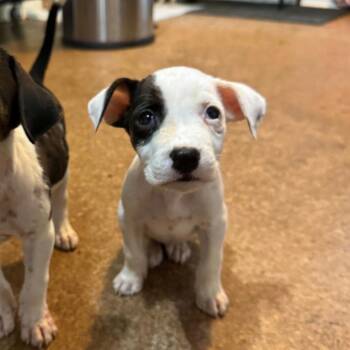 Chai -  Pit Bull Terrier and Cattle Dog Dog for Adoption in Waco, Texas - Chai | PetCurious