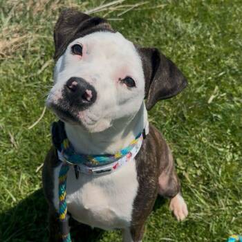 Mixed Breed Dogs Available for Adoption in Philadelphia, Pennsylvania - Daira | PetCurious