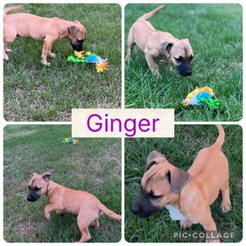 Rescue Terrier Dogs for Adoption in Arundel, Maine - Ginger - In Maine | PetCurious