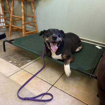 Boo -  Cattle Dog and Mixed Breed Dog for Adoption in Binghamton, New York - Boo | PetCurious