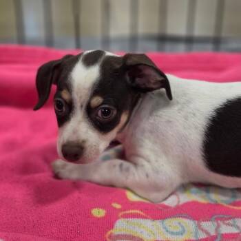 Skittle FJ -  Chihuahua and Mixed Breed Dog for Adoption in Austin, Texas - Skittle FJ | PetCurious