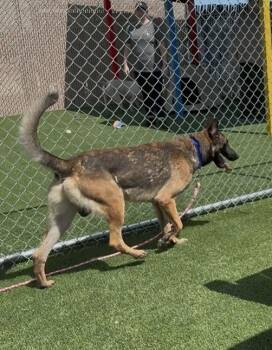 Rescue German Shepherd Dog Dogs for Adoption in Boca Raton, Florida - Rocky | PetCurious
