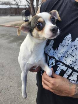 Chihuahua Dogs Available for Adoption - KRUNK | PetCurious