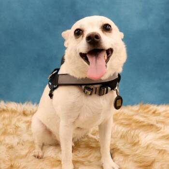 Chihuahua and West Highland White Terrier Westie Dogs Available for Adoption - Cheeto - Playful Pup Who Loves To Be With You | PetCurious