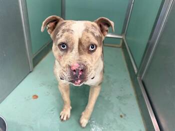 PAMELA -  American Bulldog and Mixed Breed Dog for Adoption in Moreno Valley, California - PAMELA | PetCurious