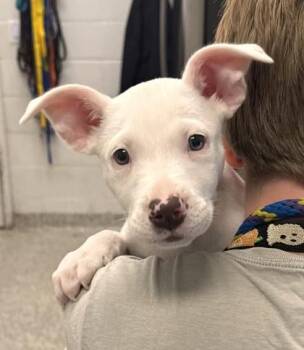 Moo Cow -  Pit Bull Terrier and Mixed Breed Dog for Adoption in Kansas City, Missouri - Moo Cow | PetCurious
