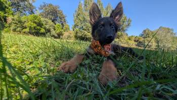 Lincoln -  German Shepherd Dog Dog for Adoption in The Woodlands, Texas - Lincoln | PetCurious