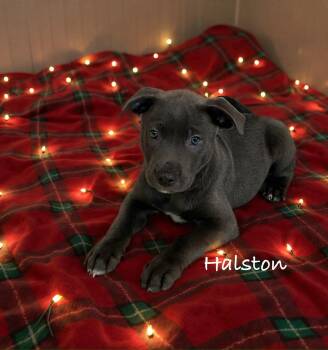 Rescue Labrador Retriever and Australian Cattle Dog Blue Heeler Dogs for Adoption in Hatfield, Pennsylvania - Halston | PetCurious