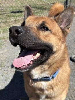 Mixed Breed Dogs Available for Adoption in Fairfax, Virginia - Rocky Balboa | PetCurious