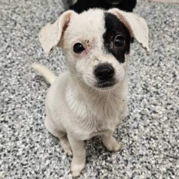 Zsa Zsa -  Chihuahua and Terrier Dog for Adoption in Kingman, Kansas - Zsa Zsa | PetCurious
