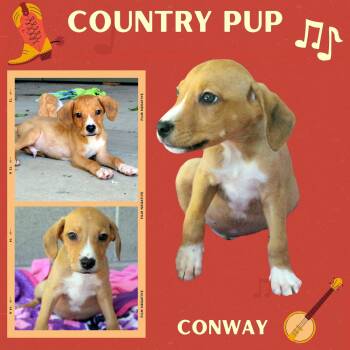 Conway(Puppy) -  Hound Dog for Adoption in Lindsay, California - Conway(Puppy) | PetCurious