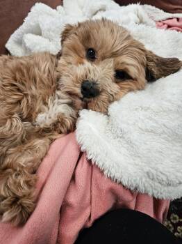 Havanese Dogs Available for Adoption - Clove In Waleska, Georgia | PetCurious