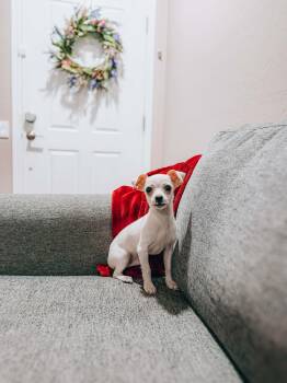 Terrier and Chihuahua Dogs Available for Adoption in Goodyear, Arizona - Marshmallow  | PetCurious