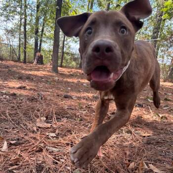 Ryland -  Pit Bull Terrier Dog for Adoption in Birmingham, Alabama - Ryland | PetCurious