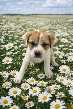 Pit Bull Terrier and Catahoula Leopard Dog Dogs Available for Adoption - LOO | PetCurious