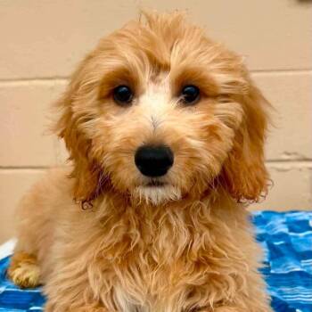 Max -  Golden Retriever and Poodle Dog for Adoption in Rockville, Maryland - Max | PetCurious