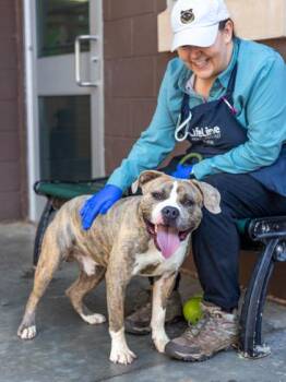 KayJay -  Mixed Breed Dog for Adoption in Chamblee, Georgia - KayJay | PetCurious