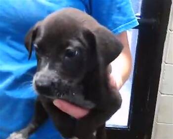 Australian Cattle Dog Blue Heeler and German Shepherd Dog Dogs Available for Adoption in Tulsa, Oklahoma - COURTNEY | PetCurious