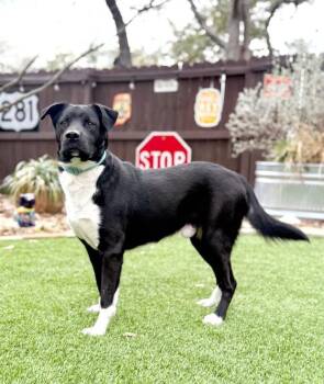 Labrador Retriever and Mountain Cur Dogs Available for Adoption - Highway | PetCurious