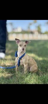 Lainey -  Chihuahua and Miniature Dachshund Dog for Adoption in New Haven, Connecticut - Lainey | PetCurious