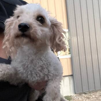 Mighty Mouse -  Poodle Dog for Adoption in Normal, Illinois - Mighty Mouse | PetCurious