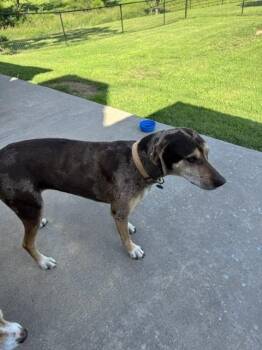 Lucy -  Catahoula Leopard Dog Dog for Adoption in Bartlesville, Oklahoma - Lucy | PetCurious
