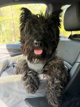 Scottish Terrier Dogs Available for Adoption in The Woodlands, Texas - Otter | PetCurious