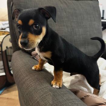 Toby -  Miniature Pinscher Dog Available for Adoption in Newport Beach, California - Toby | PetCurious