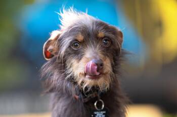 Chihuahua and Terrier Dogs Available for Adoption in Santa Rosa, California - Papuchita | PetCurious