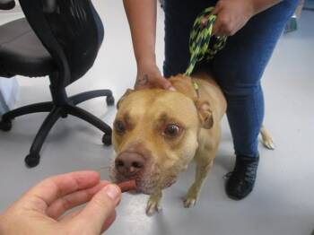 A388131 -  Staffordshire Bull Terrier Dog for Adoption in Ocala, Florida - A388131 | PetCurious