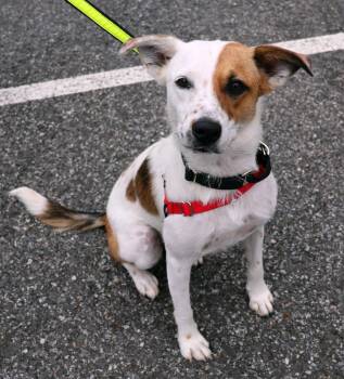 Moo Moo -  Jack Russell Terrier Dog for Adoption in Harrison, New York - Moo Moo | PetCurious