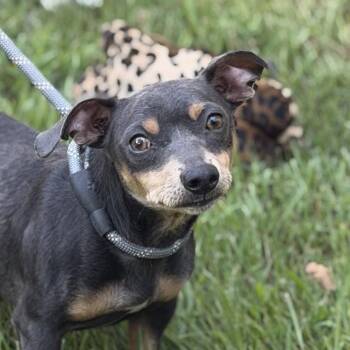 Mr. Grey -  Chihuahua and Dachshund Dog for Adoption in Locust Fork, Alabama - Mr. Grey | PetCurious