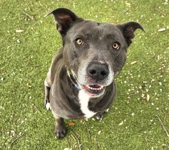 Creed -  Mixed Breed and Pit Bull Terrier Dog for Adoption in Austin, Texas - Creed | PetCurious