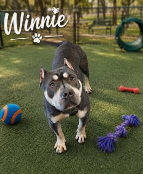 American Staffordshire Terrier Dogs Available for Adoption in Clarksville, Tennessee - Winnie | PetCurious