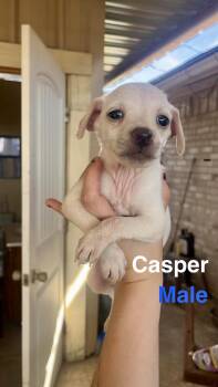 Casper -  Chihuahua Dog for Adoption in Gainesville, Virginia - Casper | PetCurious