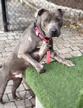 Pit Bull Terrier and Mixed Breed Dogs Available for Adoption - Gomez | PetCurious