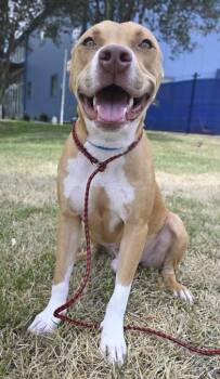 Pit Bull Terrier and Mixed Breed Dogs Available for Adoption - Duke (Banshee) | PetCurious