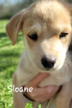 Black Mouth Cur Dogs Available for Adoption in Tallahassee, Florida - Sloane | PetCurious