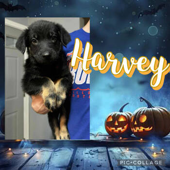 Rescue Mixed Breed Dogs for Adoption - Harvey | PetCurious