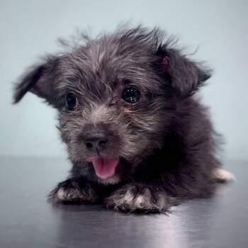 Terrier Dogs Available for Adoption in Portland, Oregon - Pearl | PetCurious