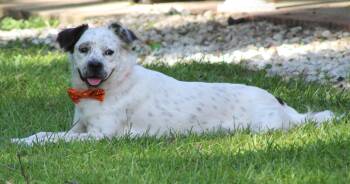 Rescue English Pointer and Border Collie Dogs for Adoption in Jesup, Georgia - OZZIE | PetCurious