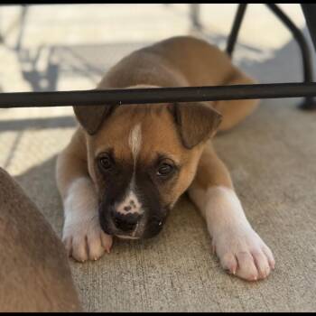 Mixed Breed Dogs Available for Adoption - Birch | PetCurious