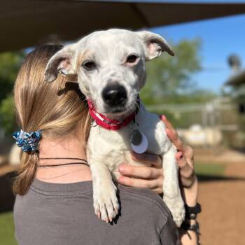 Rescue Chihuahua Dogs for Adoption in Ramona, California - Patch Parfait | PetCurious